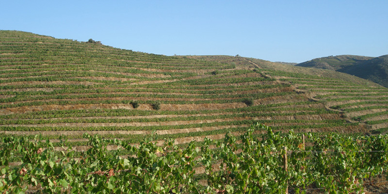 Douro Terrassus foto