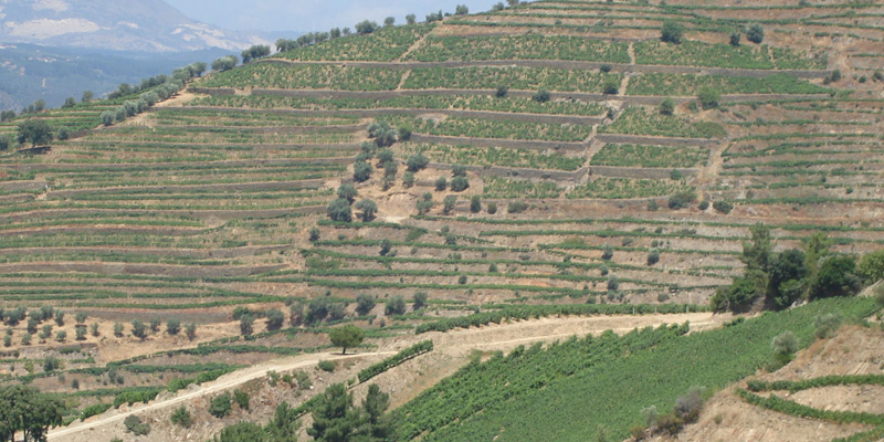 Douro Terrassus foto