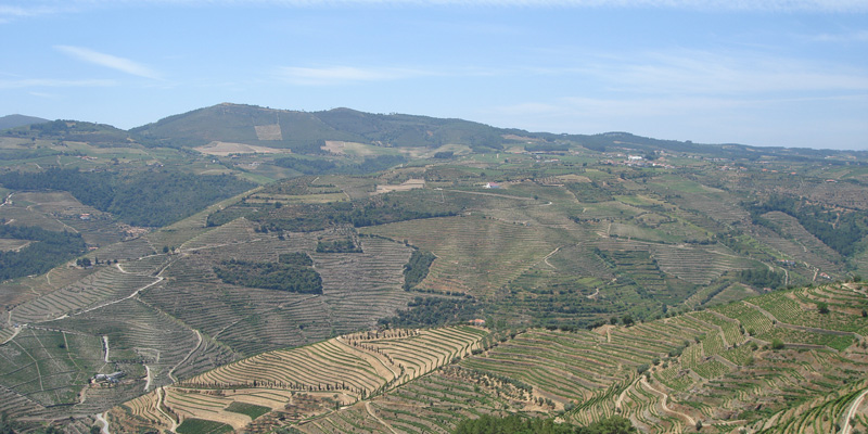 Douro Terrassus foto