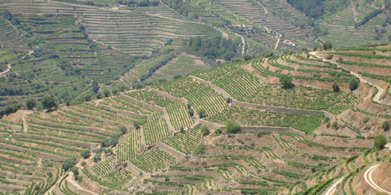 Douro Terrassus foto