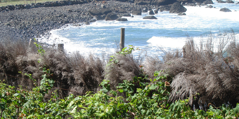 Madeira Primeira Paixao foto