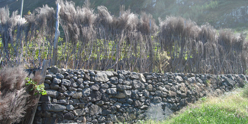 Madeira Primeira Paixao foto